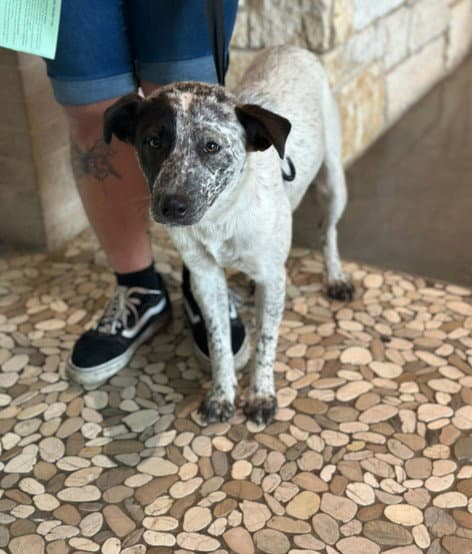Unknown - Australian Cattle Dog/Blue Heeler