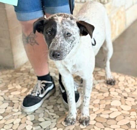 Unknown - Australian Cattle Dog/Blue Heeler