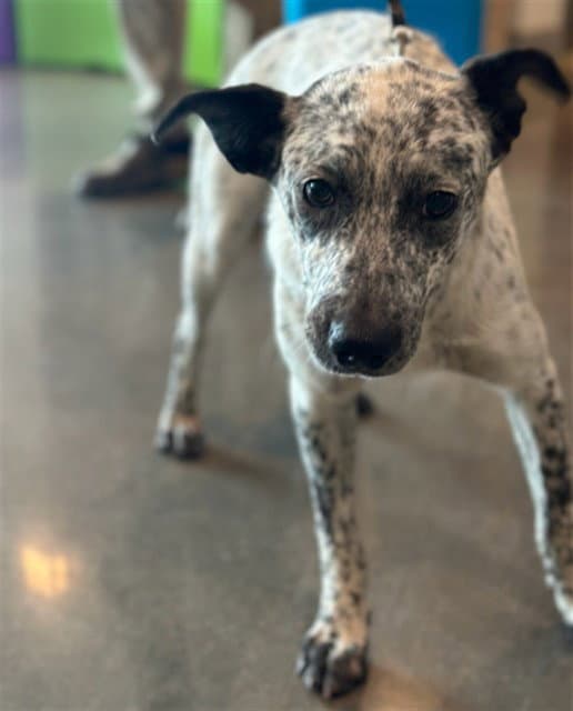 Unknown - Australian Cattle Dog/Blue Heeler