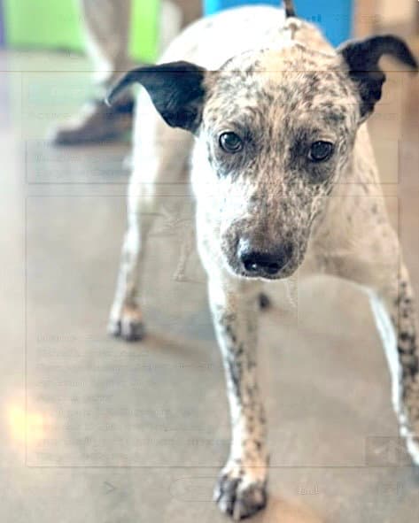 Unknown - Australian Cattle Dog/Blue Heeler