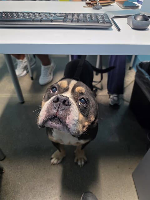 Astro - American Pit Bull Terrier