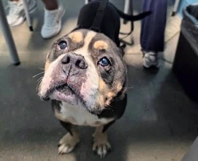 Astro - American Pit Bull Terrier