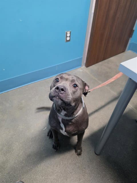 Kalleah - Pit Bull Terrier
