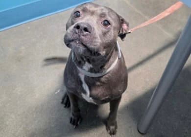 Kalleah - Pit Bull Terrier