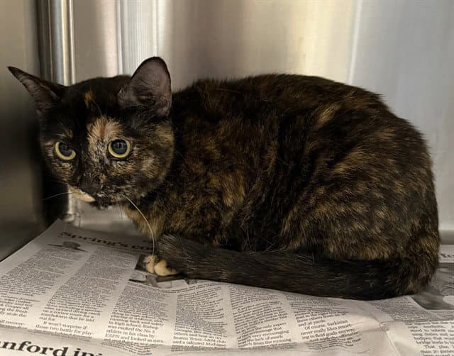 Patches - Domestic Short Hair