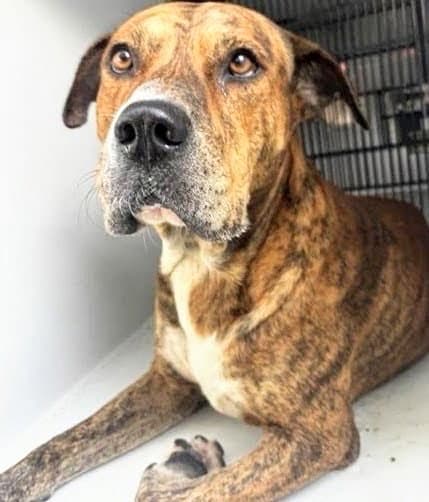Unknown - Plott Hound