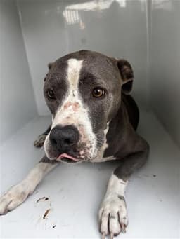 Roxy image 1