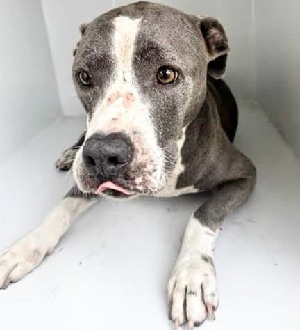 Roxy - Pit Bull Terrier