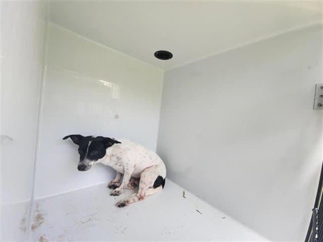 Unknown - Rat Terrier