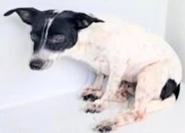 Unknown - Rat Terrier