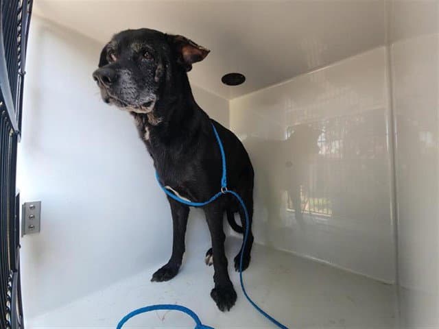 Unknown - Labrador Retriever