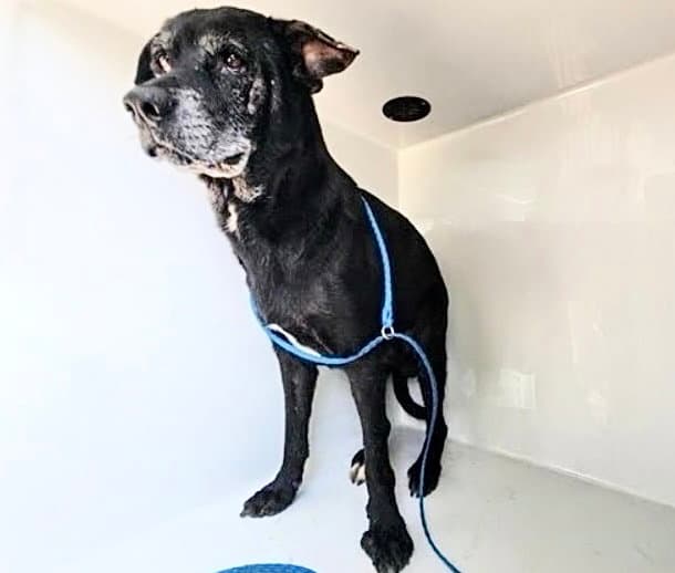 Unknown - Labrador Retriever