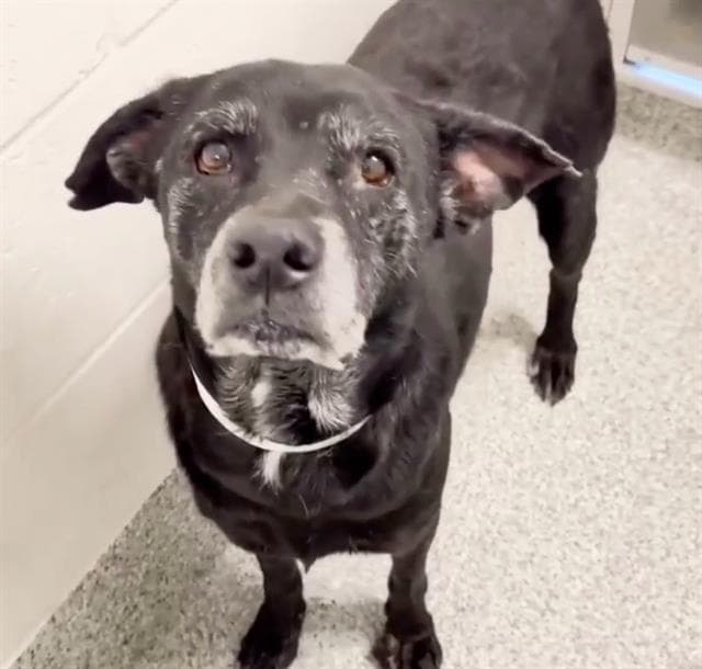 Unknown - Labrador Retriever