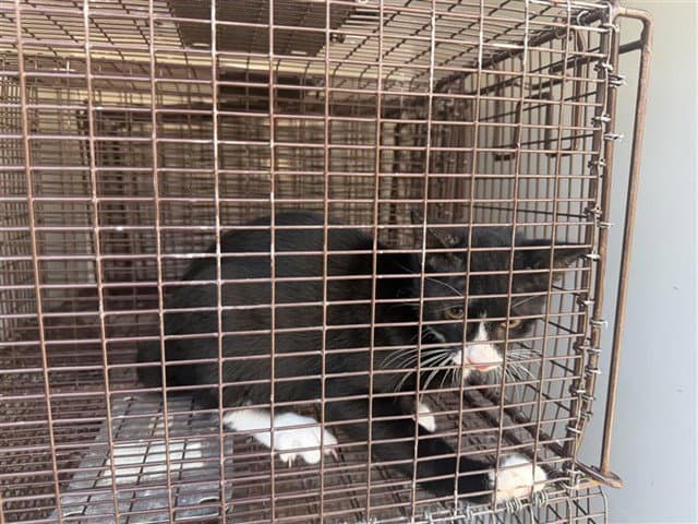 Unknown - Domestic Short Hair