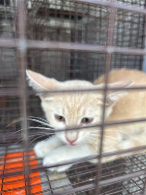 Unknown - Domestic Short Hair
