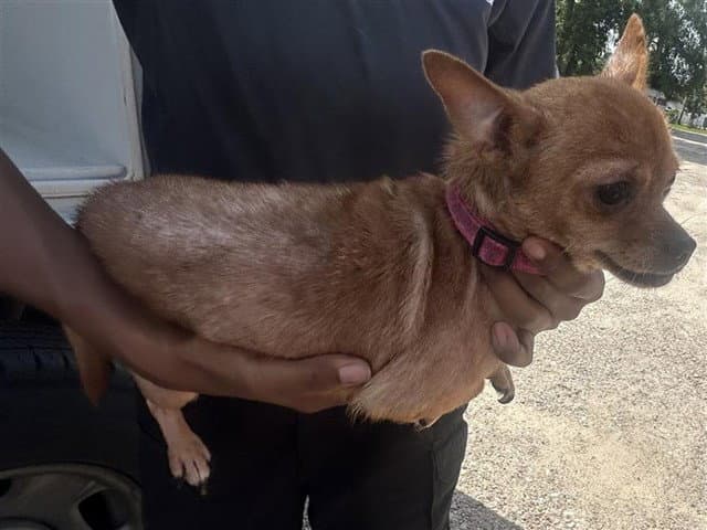Unknown - Chihuahua
