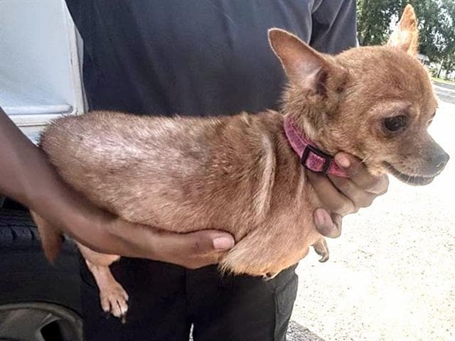 Unknown - Chihuahua