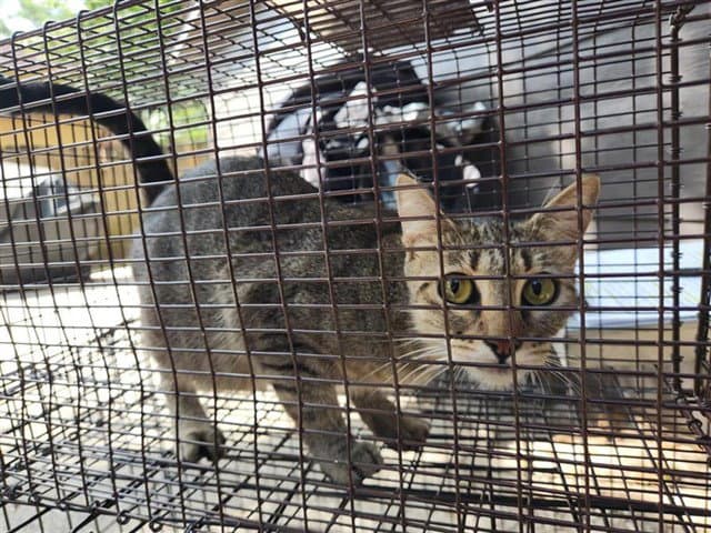 Unknown - Domestic Short Hair