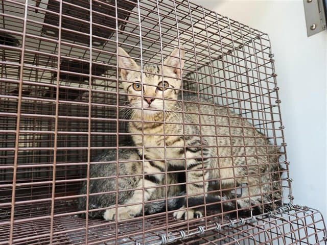 Unknown - Domestic Short Hair