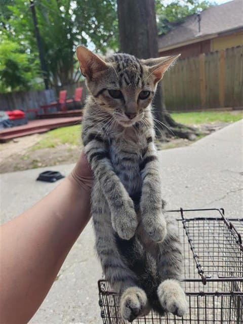 Unknown - Domestic Short Hair