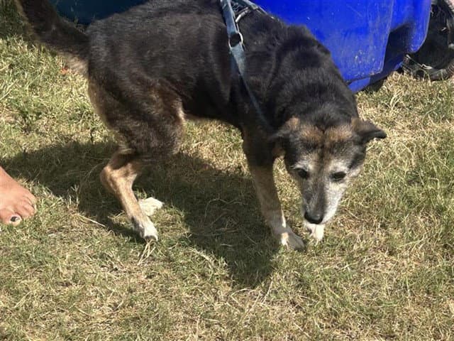 Unknown - German Shepherd Dog