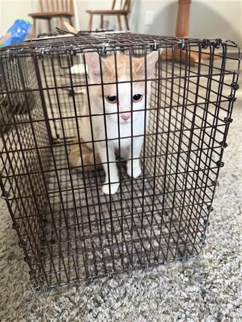 Unknown - Domestic Short Hair