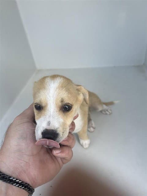 Unknown - Labrador Retriever