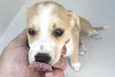 Unknown - Labrador Retriever