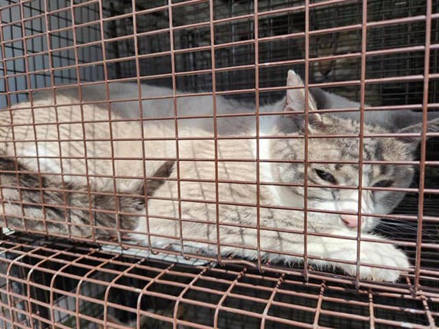 Unknown - Domestic Short Hair