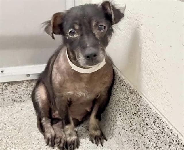 Unknown - Dachshund