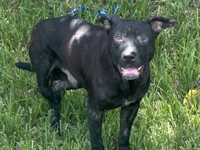 Unknown - Staffordshire Bull Terrier