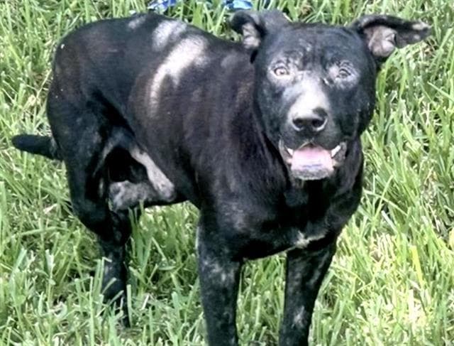 Unknown - Staffordshire Bull Terrier