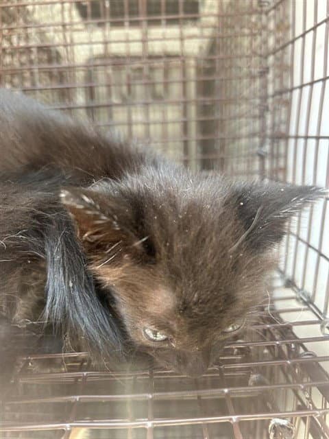 Unknown - Domestic Short Hair