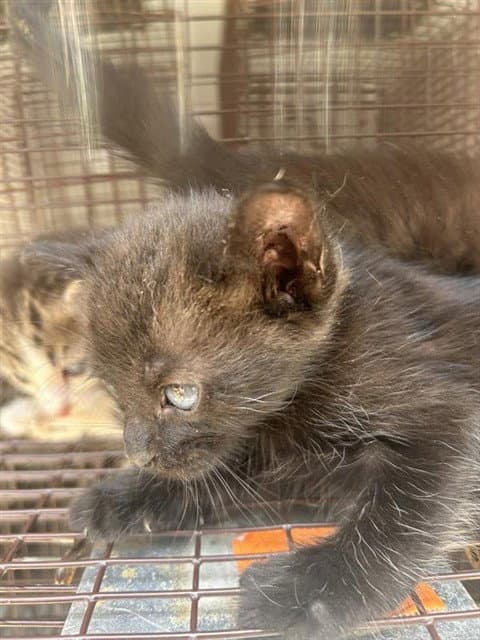 Unknown - Domestic Short Hair