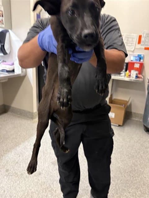 Unknown - Labrador Retriever