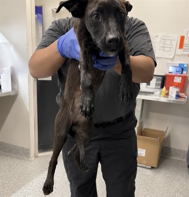Unknown - Labrador Retriever