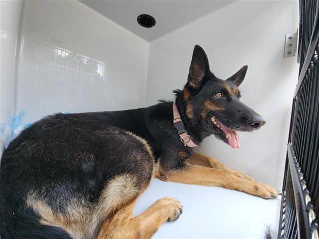 Unknown - German Shepherd Dog