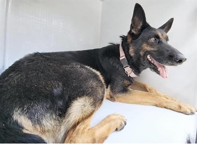 Unknown - German Shepherd Dog