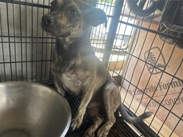 Unknown - Chihuahua
