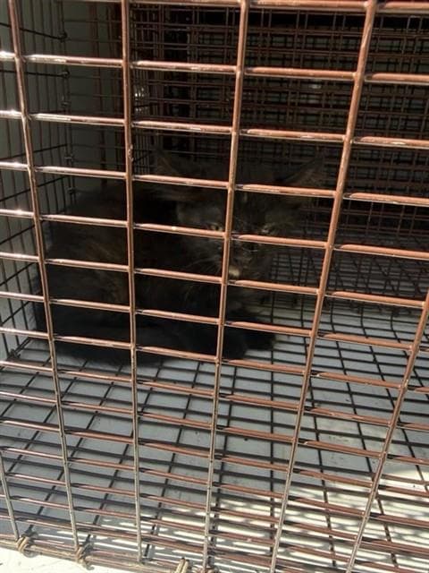 Unknown - Domestic Short Hair