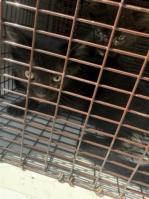 Unknown - Domestic Short Hair