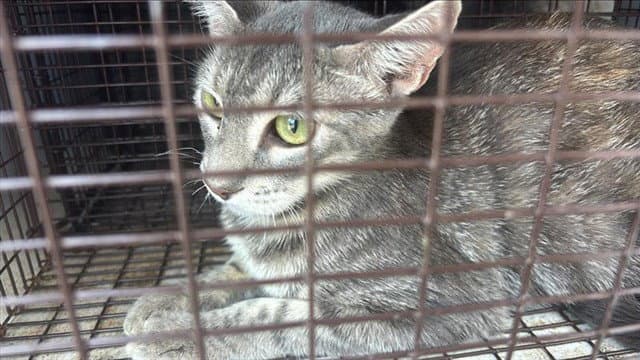 Unknown - Domestic Short Hair