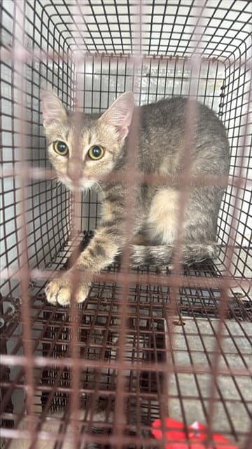Unknown - Domestic Short Hair