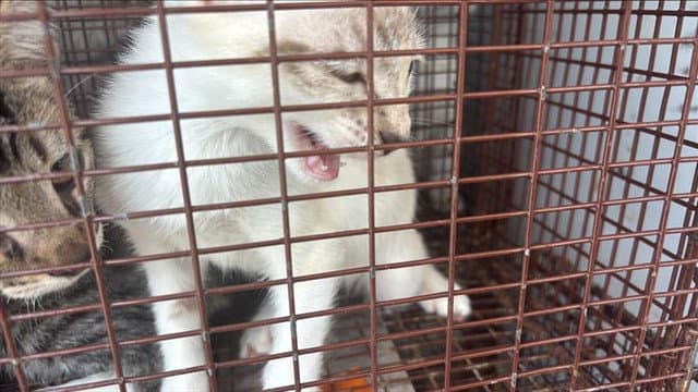 Unknown - Domestic Short Hair