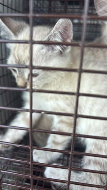 Unknown - Domestic Short Hair