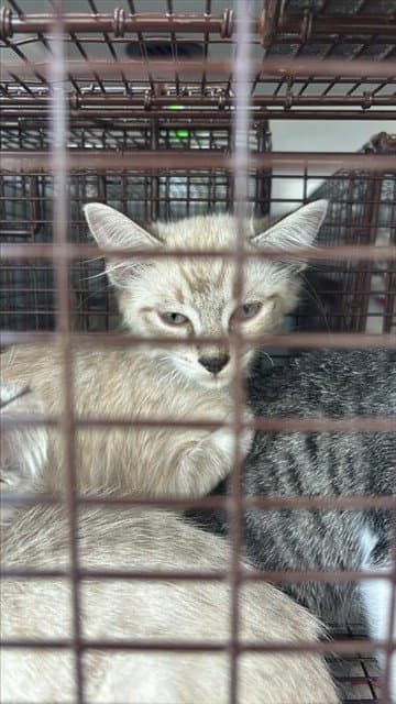 Unknown - Domestic Short Hair