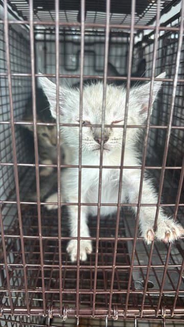 Unknown - Domestic Short Hair