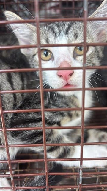 Unknown - Domestic Short Hair