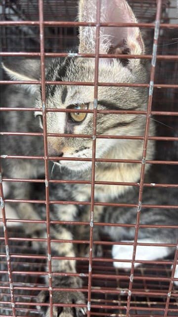 Unknown - Domestic Short Hair