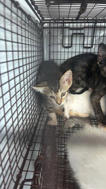 Unknown - Domestic Short Hair